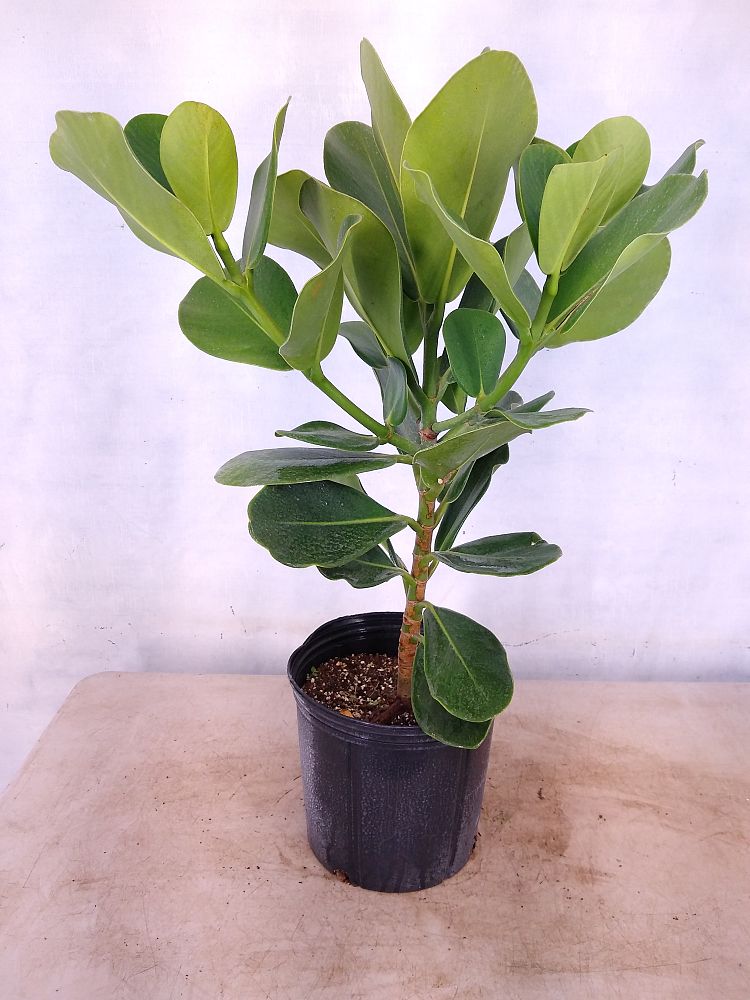 Buy Clusia rosea, Pitch Apple, Autograph Tree Free