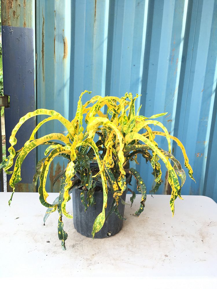 Buy Codiaeum variegatum 'Dreadlocks', Croton | Free Shipping over $100