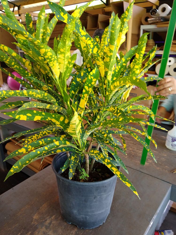 Buy Codiaeum variegatum 'Eleanor Roosevelt', Croton Free Shipping