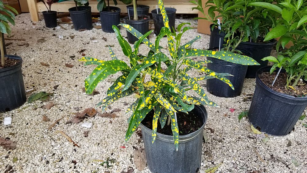 Buy Codiaeum variegatum 'Eleanor Roosevelt', Croton | Free ...
