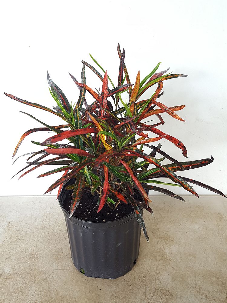 Buy Codiaeum variegatum ‘Zanzibar’, Croton | Free Shipping over $100