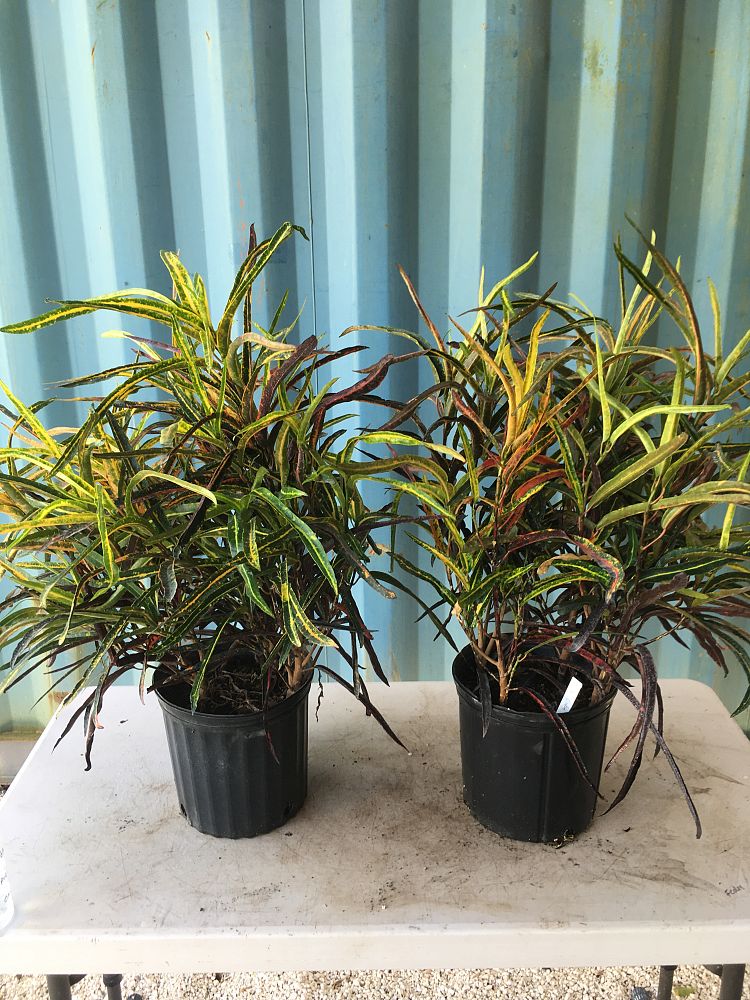 Codiaeum variegatum 'Zanzibar', Croton PlantVine