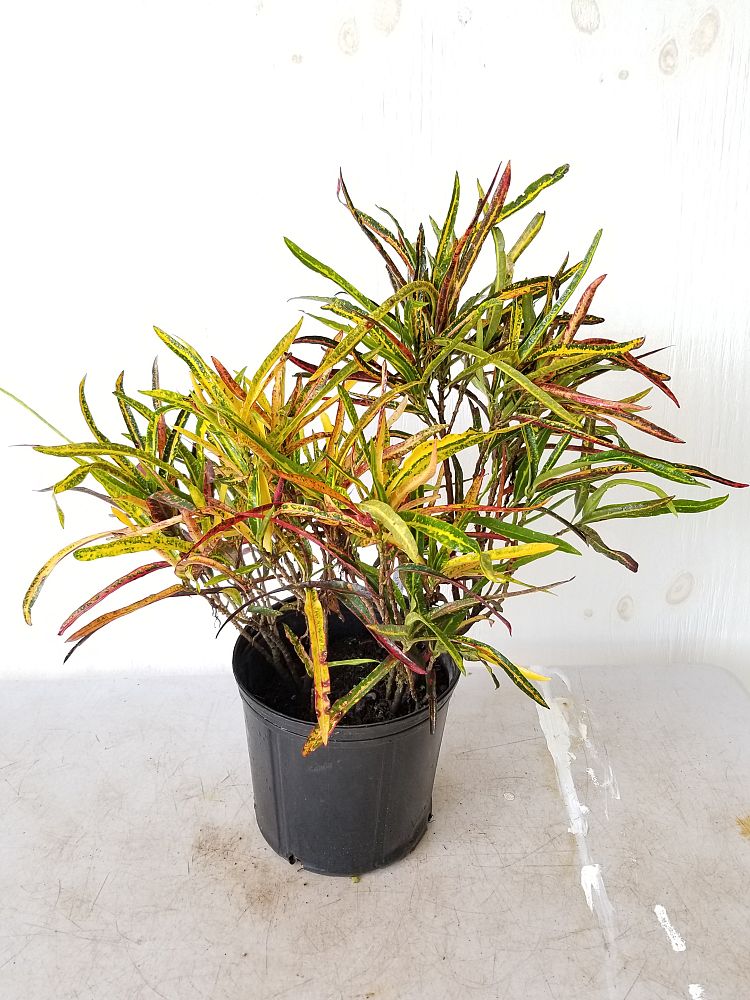 Buy Codiaeum variegatum 'Zanzibar', Croton Free Shipping over 100