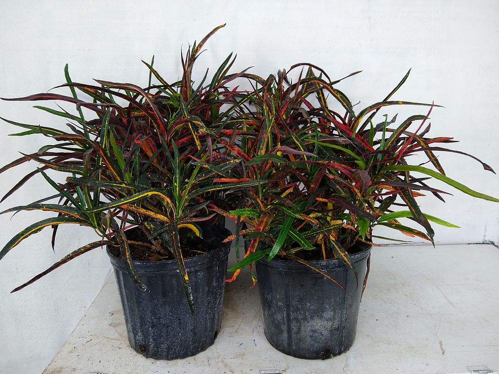 Buy Codiaeum variegatum 'Zanzibar', Croton Free Shipping over 100
