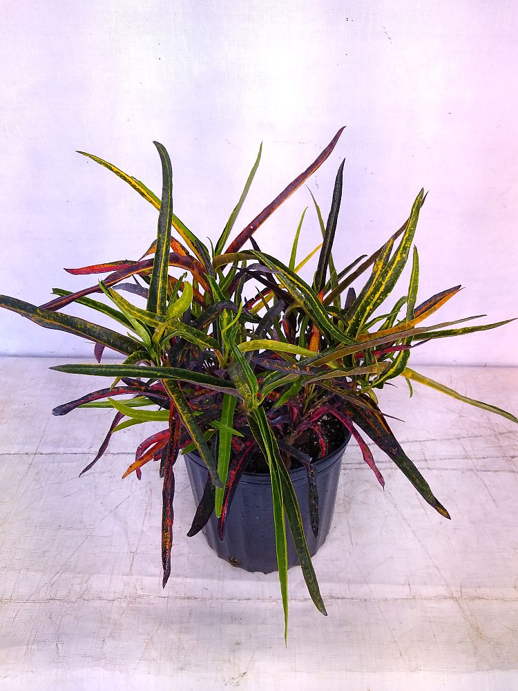 Buy Codiaeum variegatum 'Zanzibar', Croton Free Shipping over 100