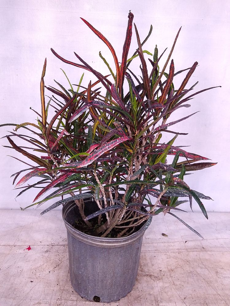 Buy Codiaeum variegatum ‘Zanzibar’, Croton | Free Shipping over $100