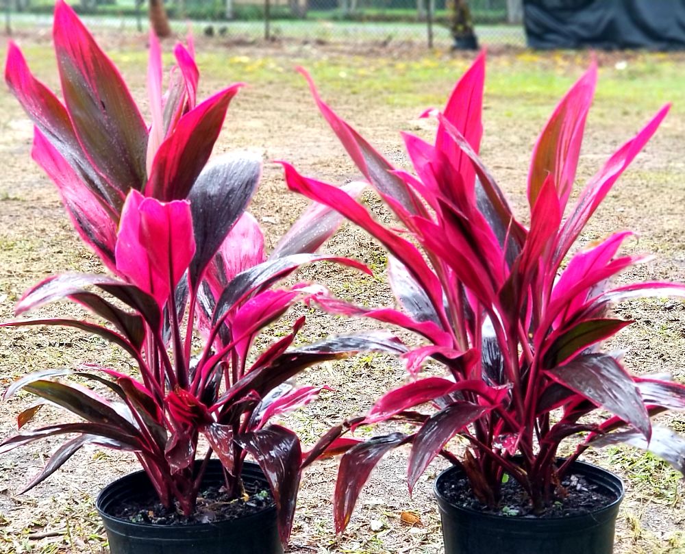 Plant Image