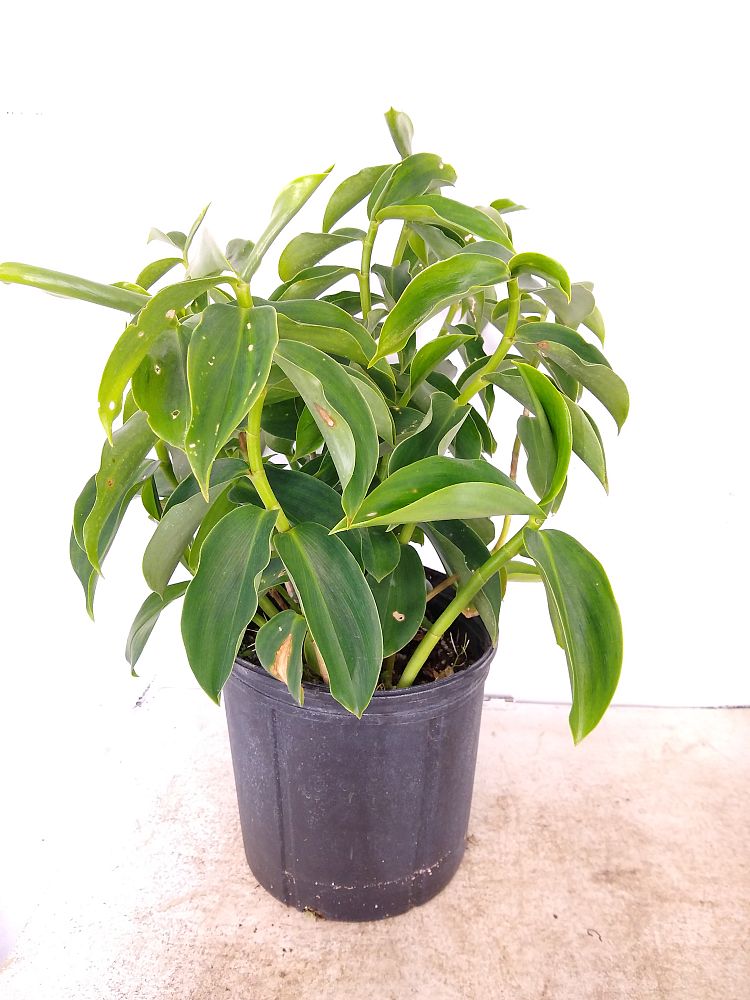 care for red button ginger plant