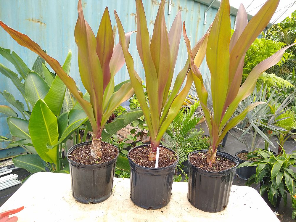 Buy Crinum augustum 'Queen Emma', Crinum Lily 'Queen Emma' Free