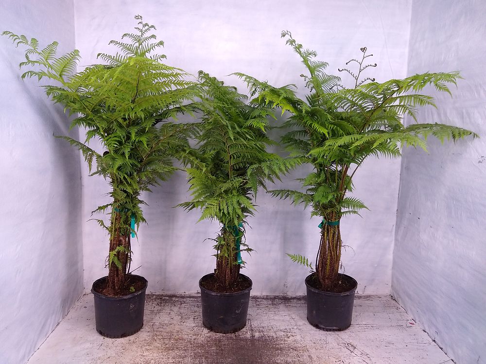 Buy Cyathea cooperi, Australian Tree Fern Free Shipping over 100