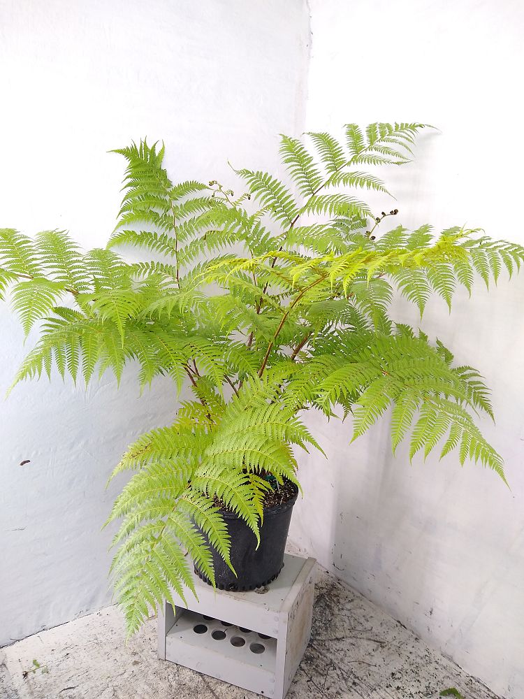 Buy Cyathea cooperi, Australian Tree Fern Free Shipping over 100