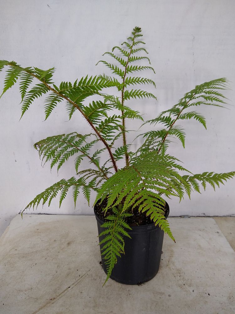 Buy Cyathea cooperi, Australian Tree Fern Free Shipping over 100