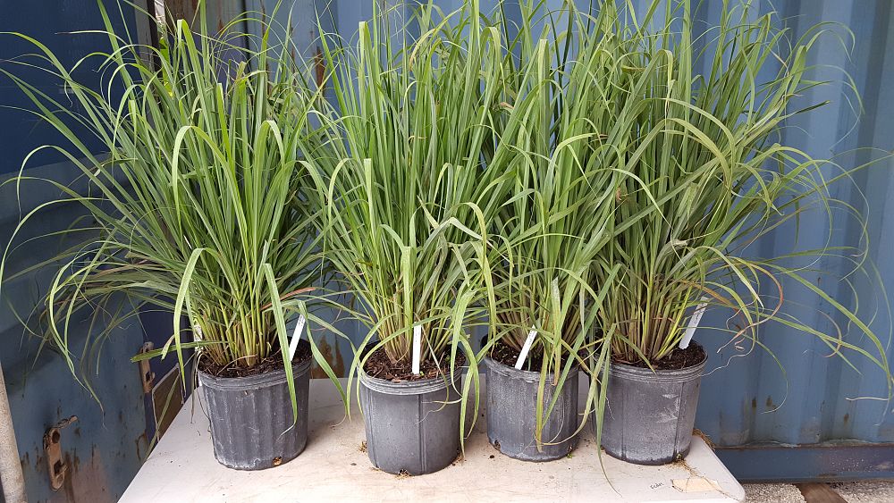 Buy Cymbopogon citratus, Lemongrass Free Shipping over 100