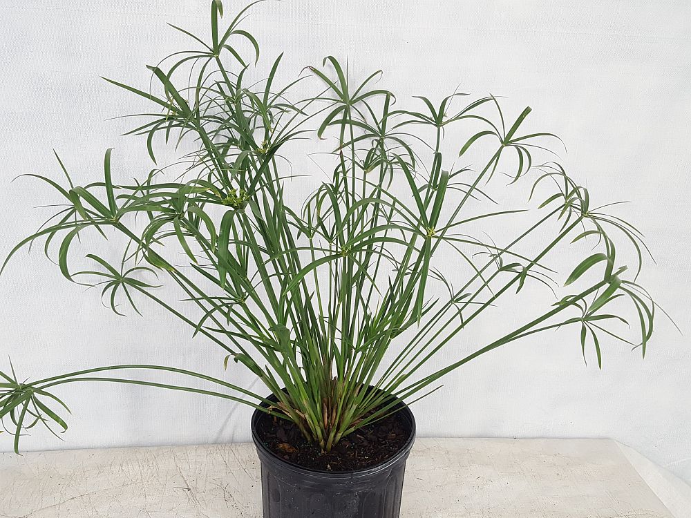 cyperus dwarf papyrus