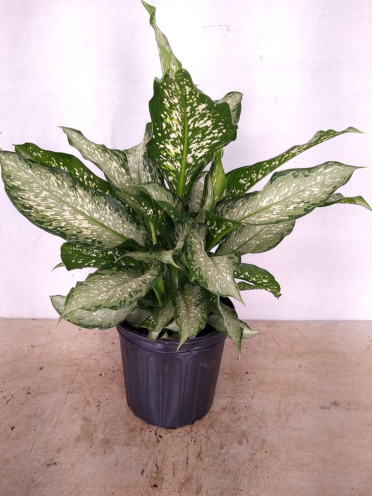 Buy Dieffenbachia 'Tiki', Dumb Cane Free Shipping over 100