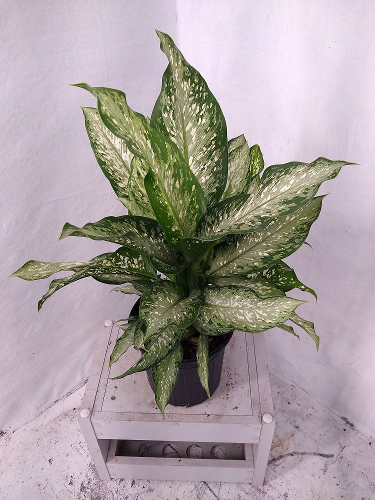 Buy Dieffenbachia 'Tiki', Dumb Cane Free Shipping over 100