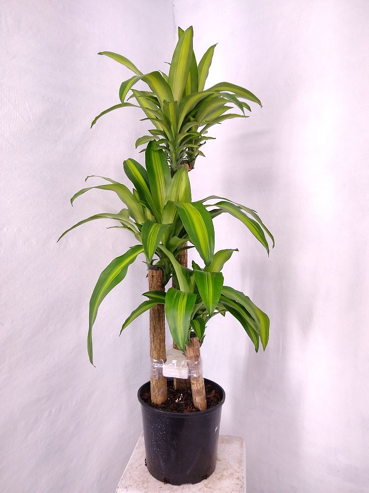 Buy Dracaena fragrans �Massangeana�, Corn Plant, Chinese