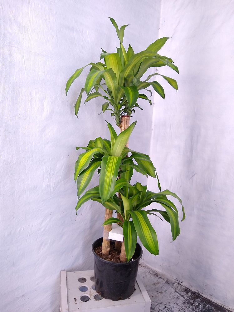 Buy Dracaena fragrans �Massangeana�, Corn Plant, Chinese