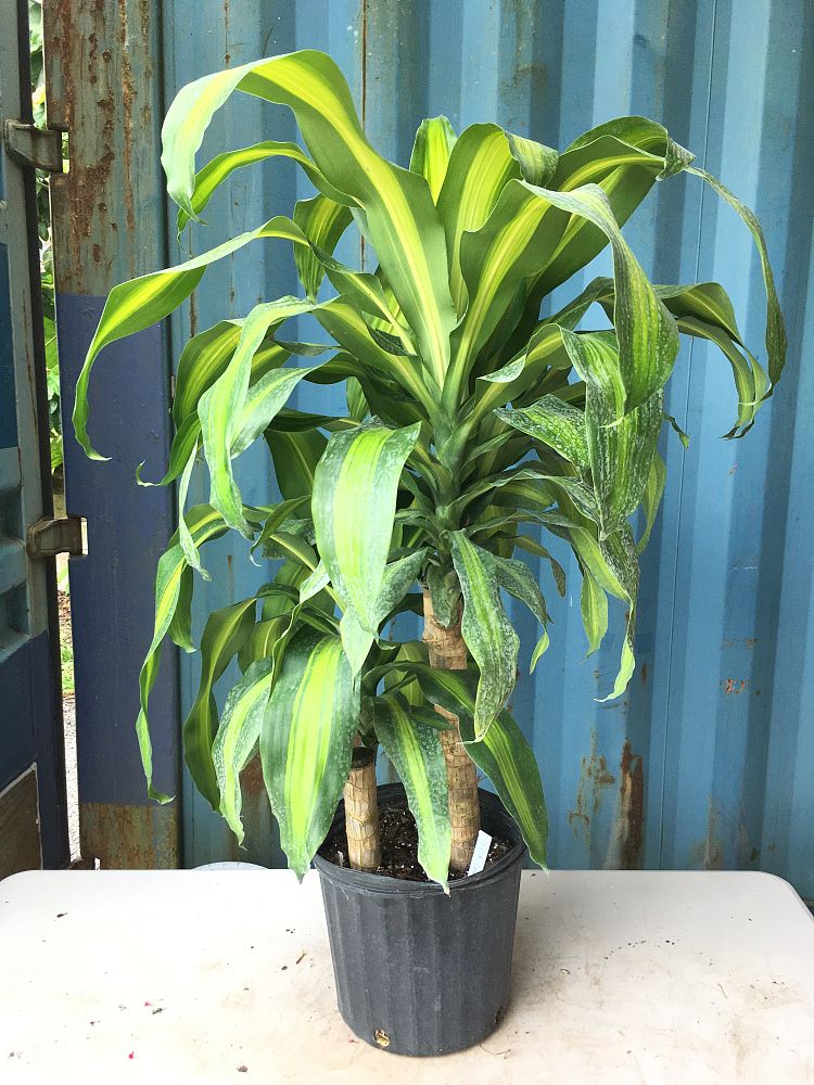 Dracaena fragrans �Massangeana�, Corn Plant PlantVine