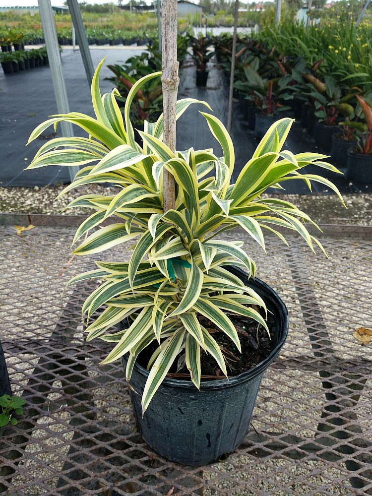 Buy Dracaena reflexa 