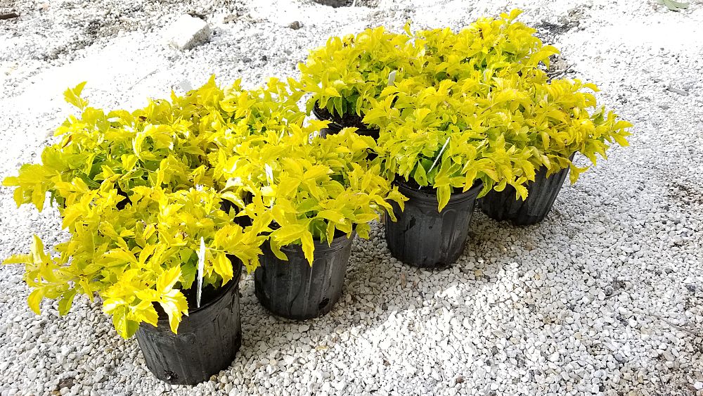 Buy Duranta erecta ‘Gold Mound’, Golden Dewdrop, Duranta Repens | Free