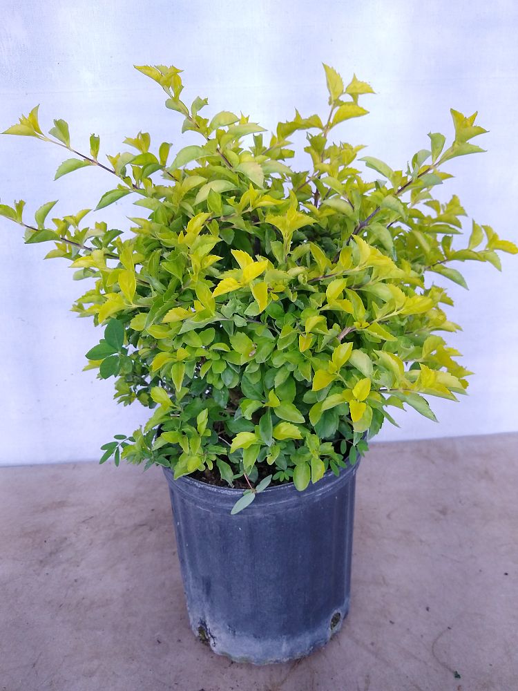 Buy Duranta erecta 'Gold Mound', Golden Dewdrop, Duranta Repens Free