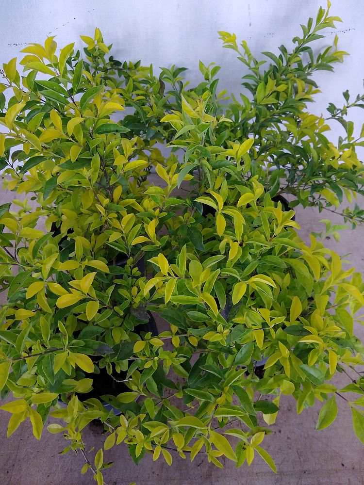 Buy Duranta erecta ‘Gold Mound’, Golden Dewdrop, Duranta Repens | Free