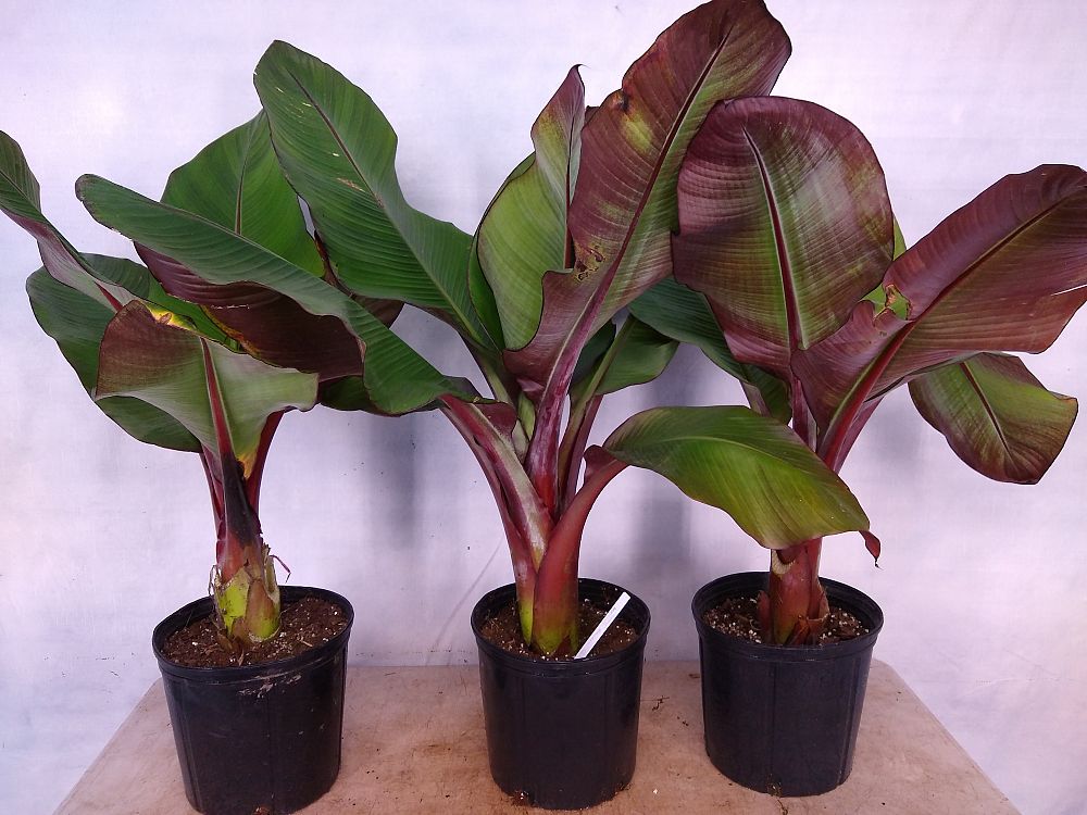 Buy Ensete ventricosum 'Maurelii', Musa maurelii, Maurelii Red Banana