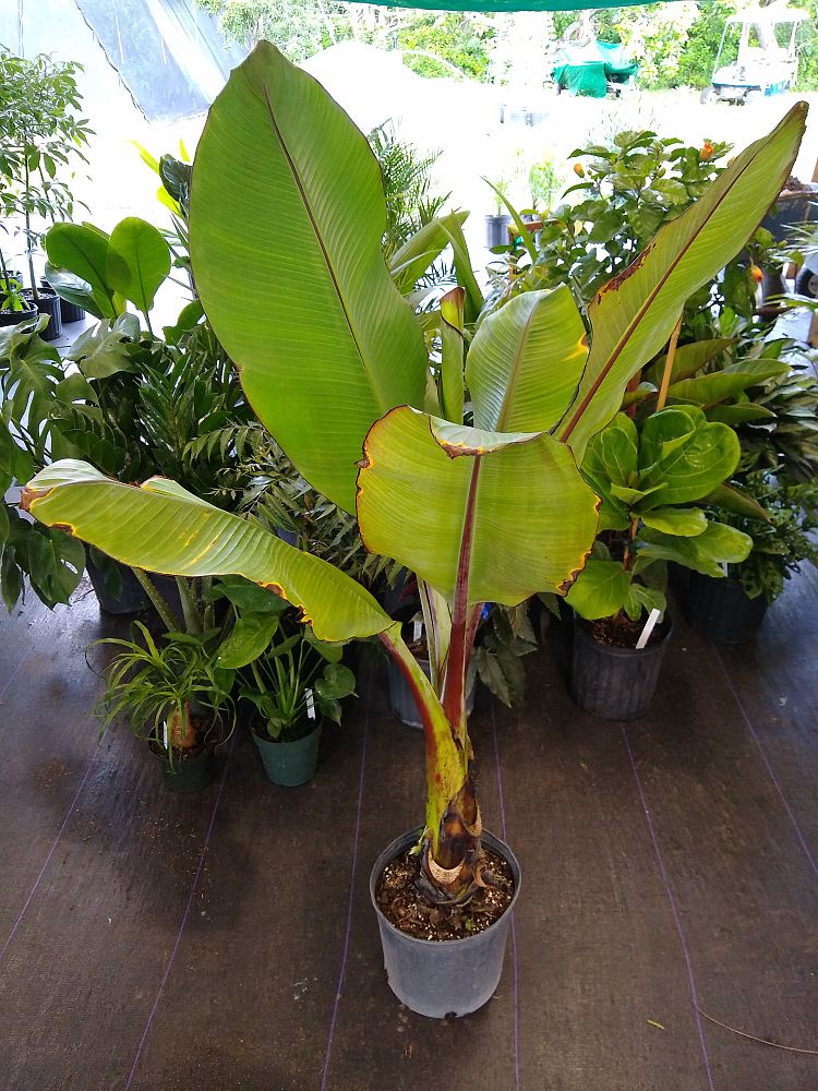 Buy Ensete ventricosum 'Maurelii', Musa maurelii, Maurelii Red Banana