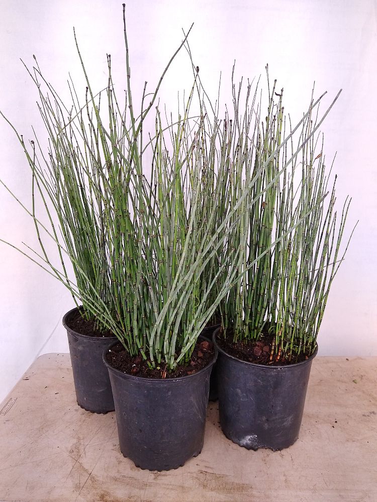 Buy Equisetum hyemale, Horsetail Reed Free Shipping over 100