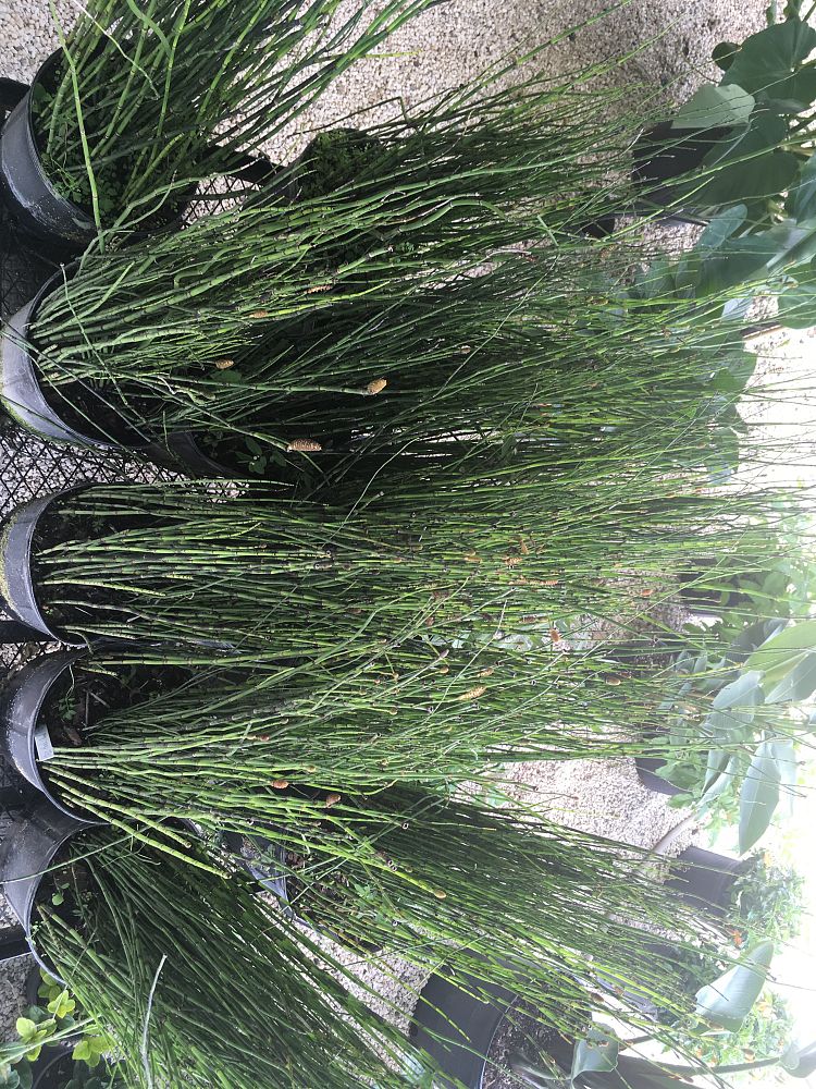 Equisetum hyemale, Horsetail Reed PlantVine