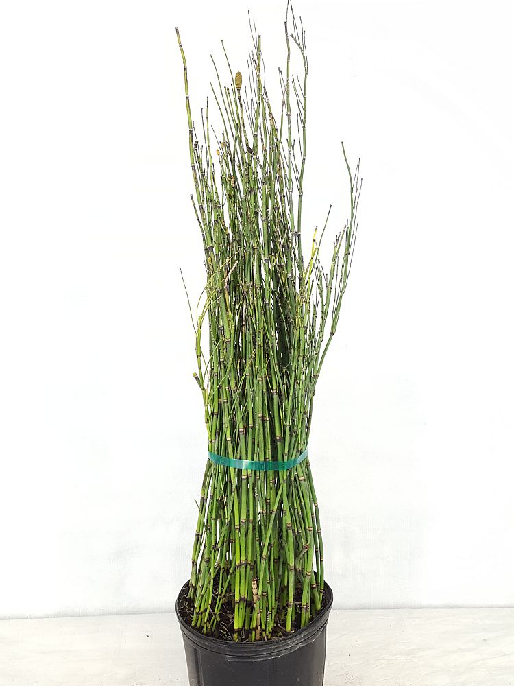 Buy Equisetum hyemale, Horsetail Reed Free Shipping over 100