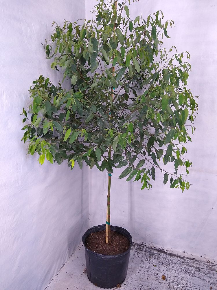 Buy Eucalyptus deglupta, Mindanao Gum, Rainbow Eucalyptus  Free Shipping over $100