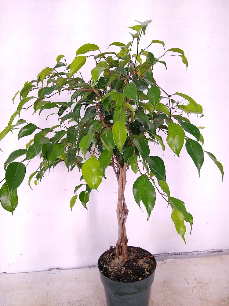 Buy Ficus benjamina 'Wintergreen', Weeping Fig Free Shipping over 100