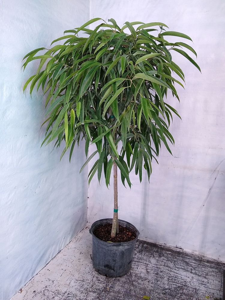 Buy Ficus binnendijkii 'Alii', Ficus maclellandii 'Alii', Long Leaved