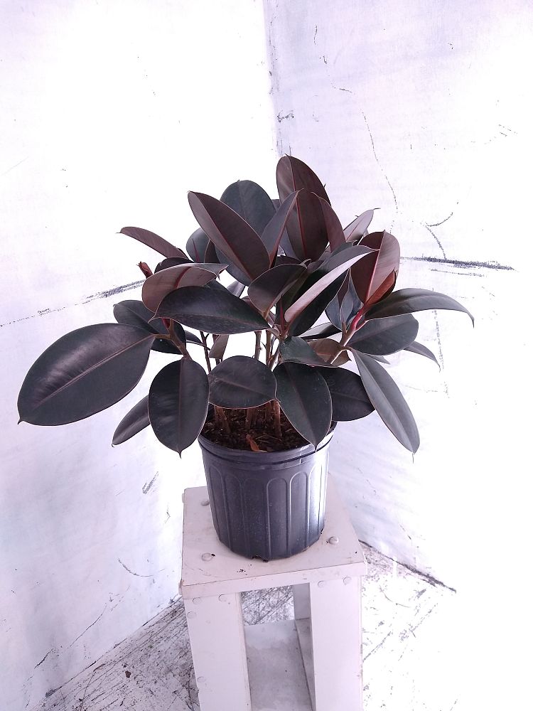 Buy Ficus elastica �Burgundy�, Rubber Plant, Indian Rubber