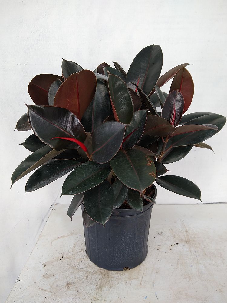 Buy Ficus elastica �Burgundy�, Rubber Plant, Indian Rubber