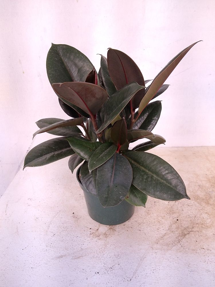 Buy Ficus elastica �Burgundy�, Rubber Plant, Indian Rubber