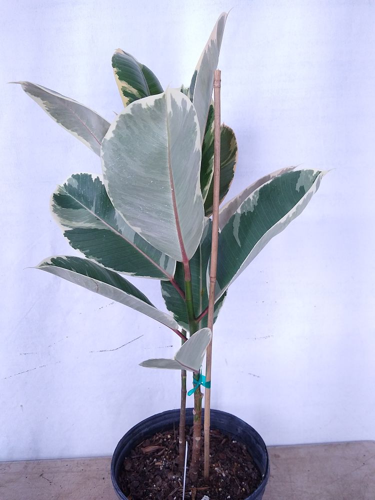 Buy Ficus elastica �Tineke�, Rubber Plant, Indian Rubber