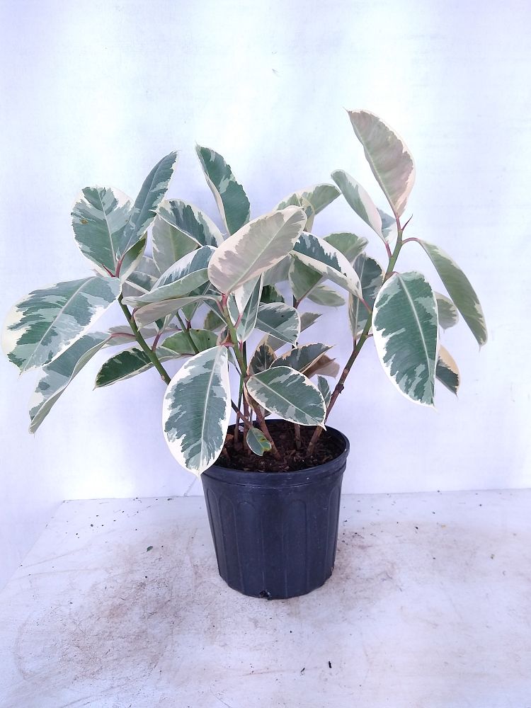 Buy Ficus elastica �Tineke�, Rubber Plant, Indian Rubber