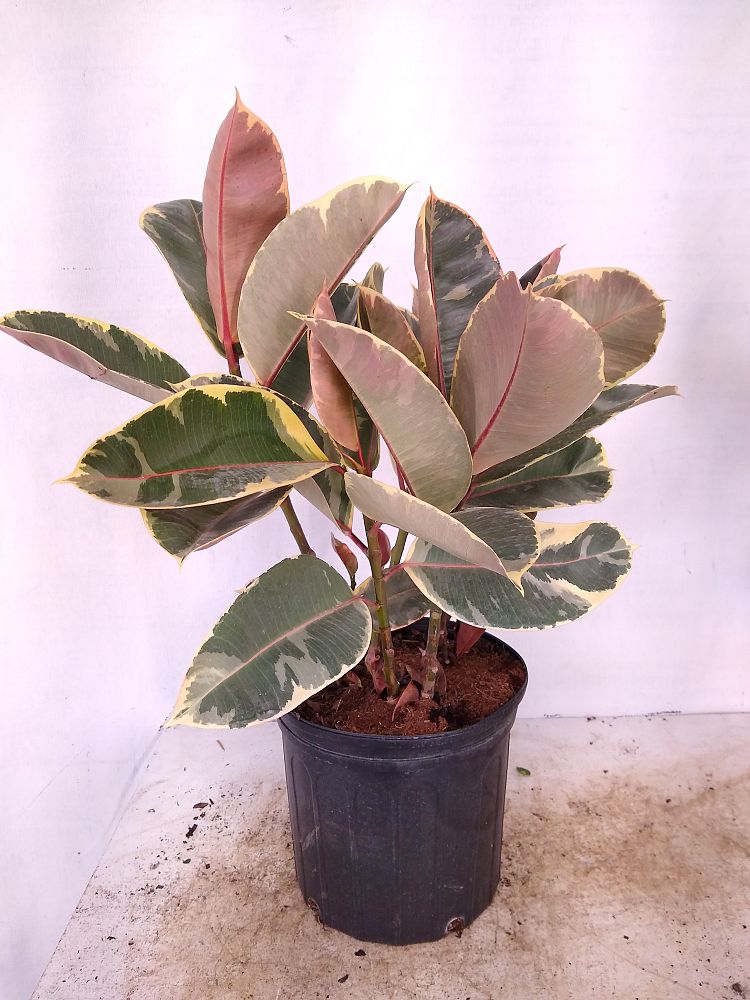 Buy Ficus elastica 'Tineke', Rubber Plant, Indian Rubber Tree Free