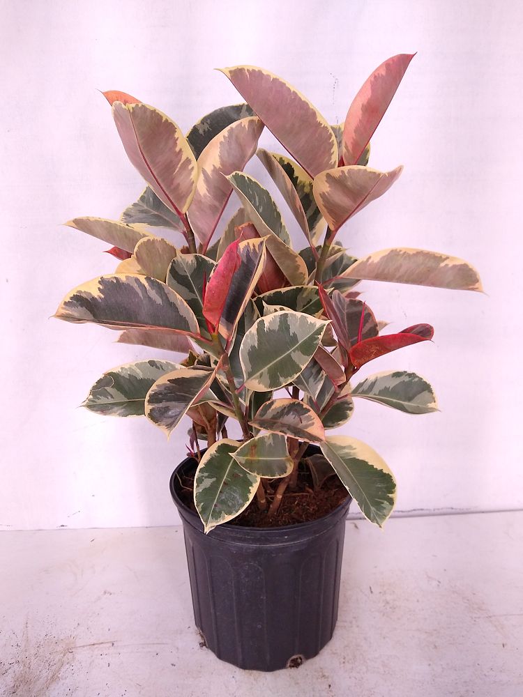 Buy Ficus elastica �Tineke�, Rubber Plant, Indian Rubber