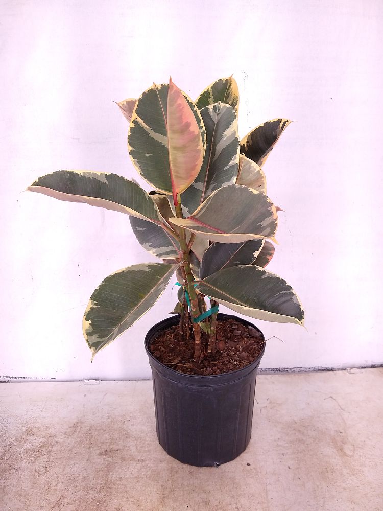 Buy Ficus elastica �Tineke�, Rubber Plant, Indian Rubber
