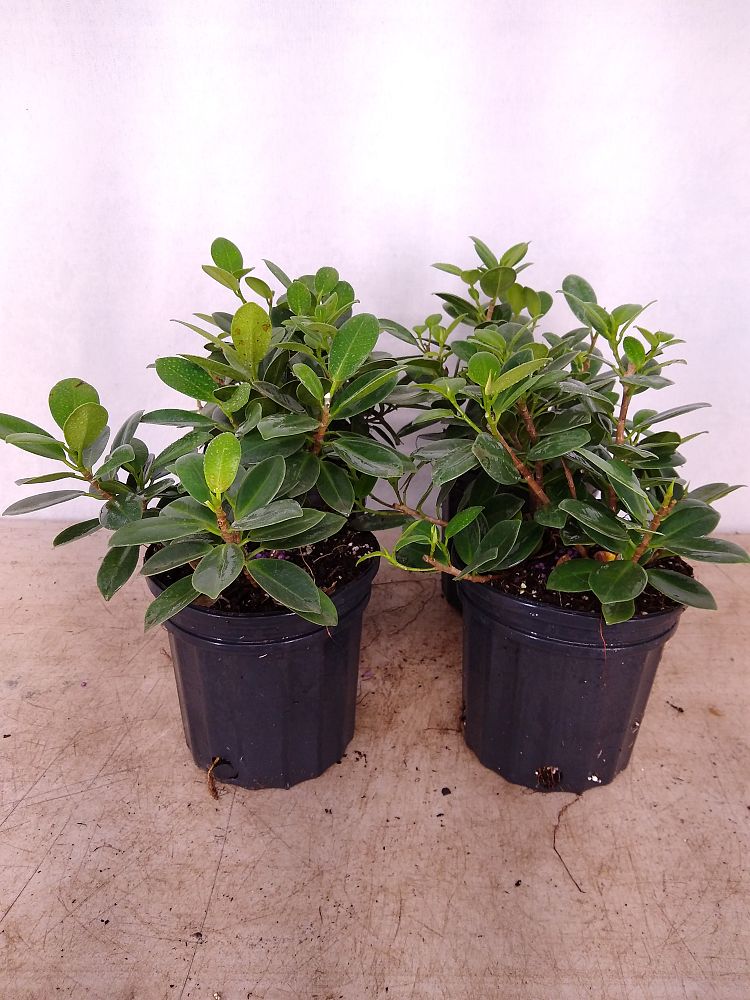 Buy Ficus microcarpa 