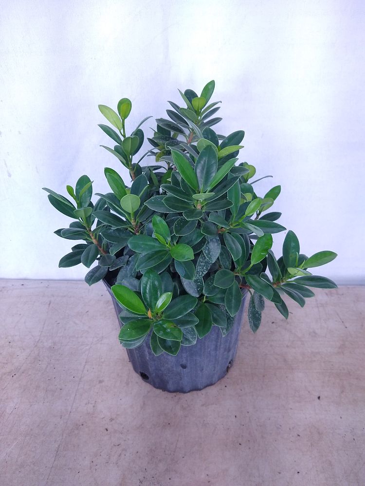 Buy Ficus microcarpa �Green Island�, Ficus �Green Island