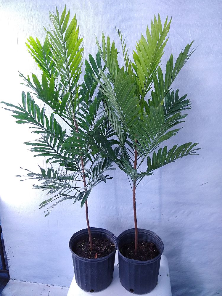 Buy Filicium decipiens, Japanese Fern Tree Free Shipping over 100