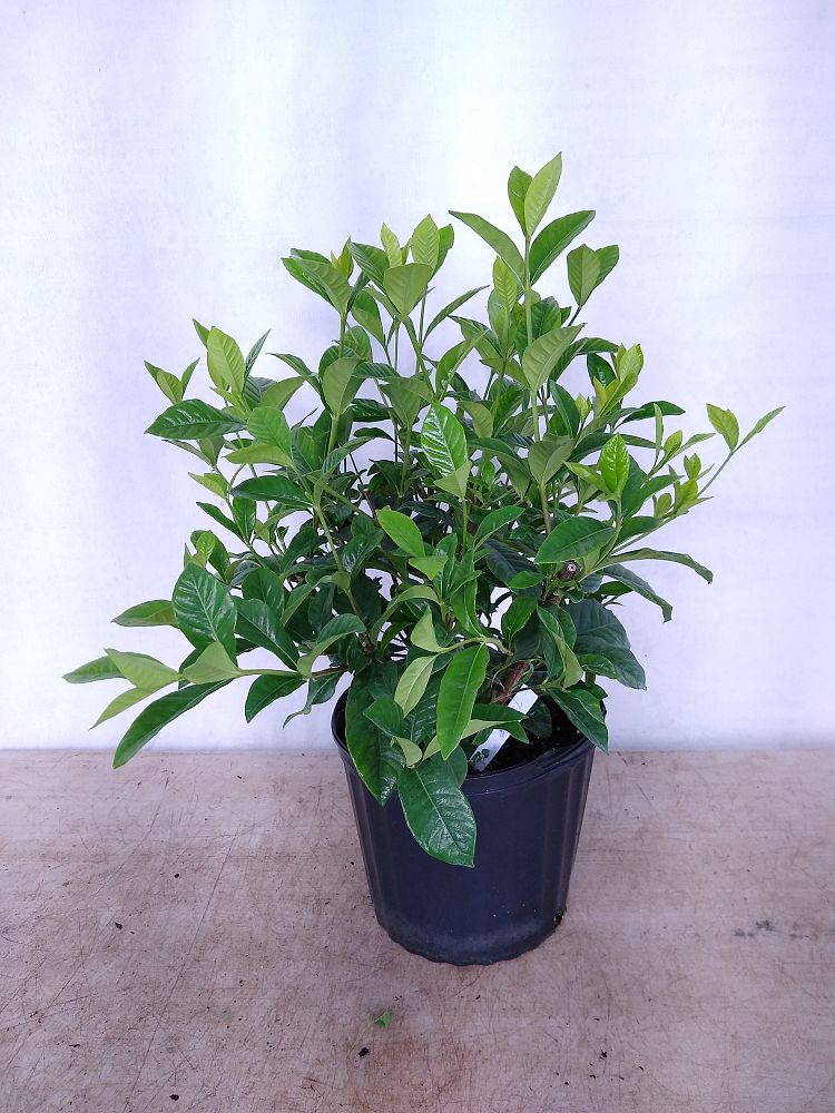 Buy Gardenia  jasminoides Aimee  Yashioka Cape Jasmine 