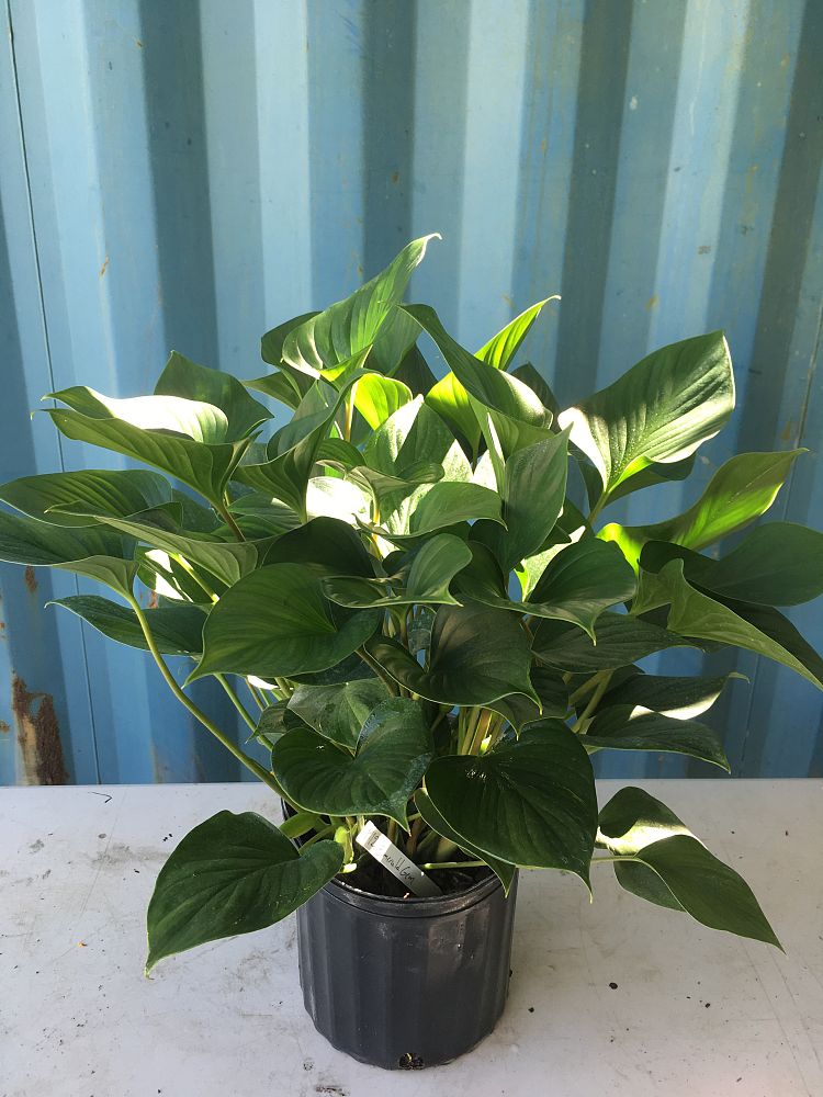 Buy Homalomena �Emerald Gem�, Emerald gem Free Shipping