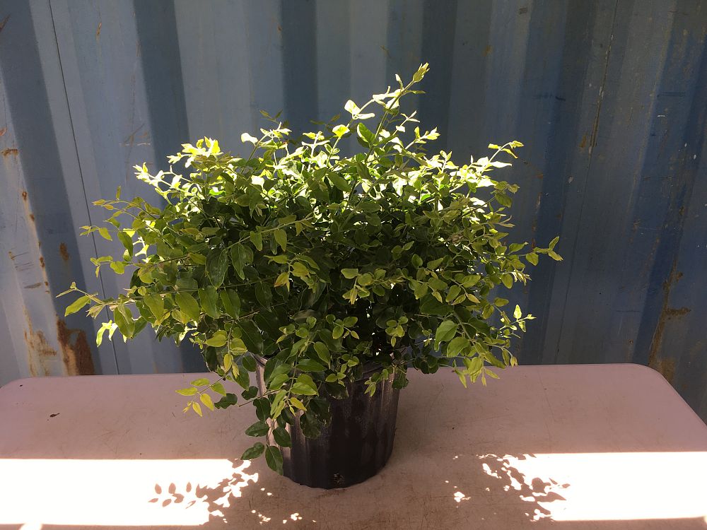 Buy Jasminum multiflorum, Jasmine Pubescens, Downy Jasmine Free