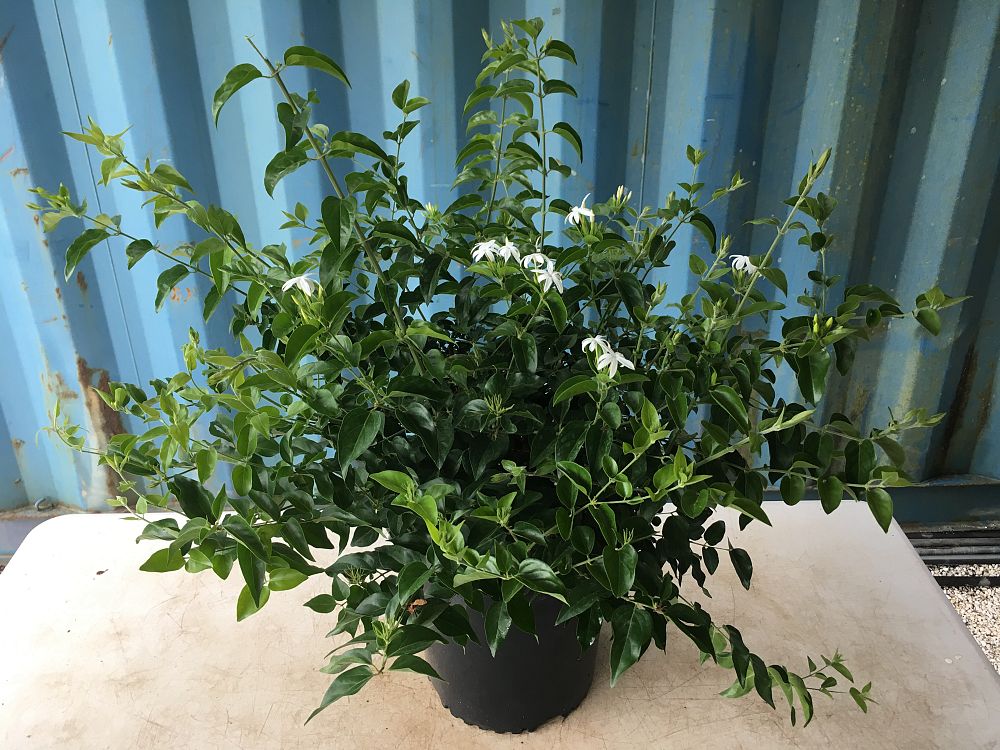 Buy Jasminum multiflorum, Jasmine Pubescens, Downy Jasmine Free